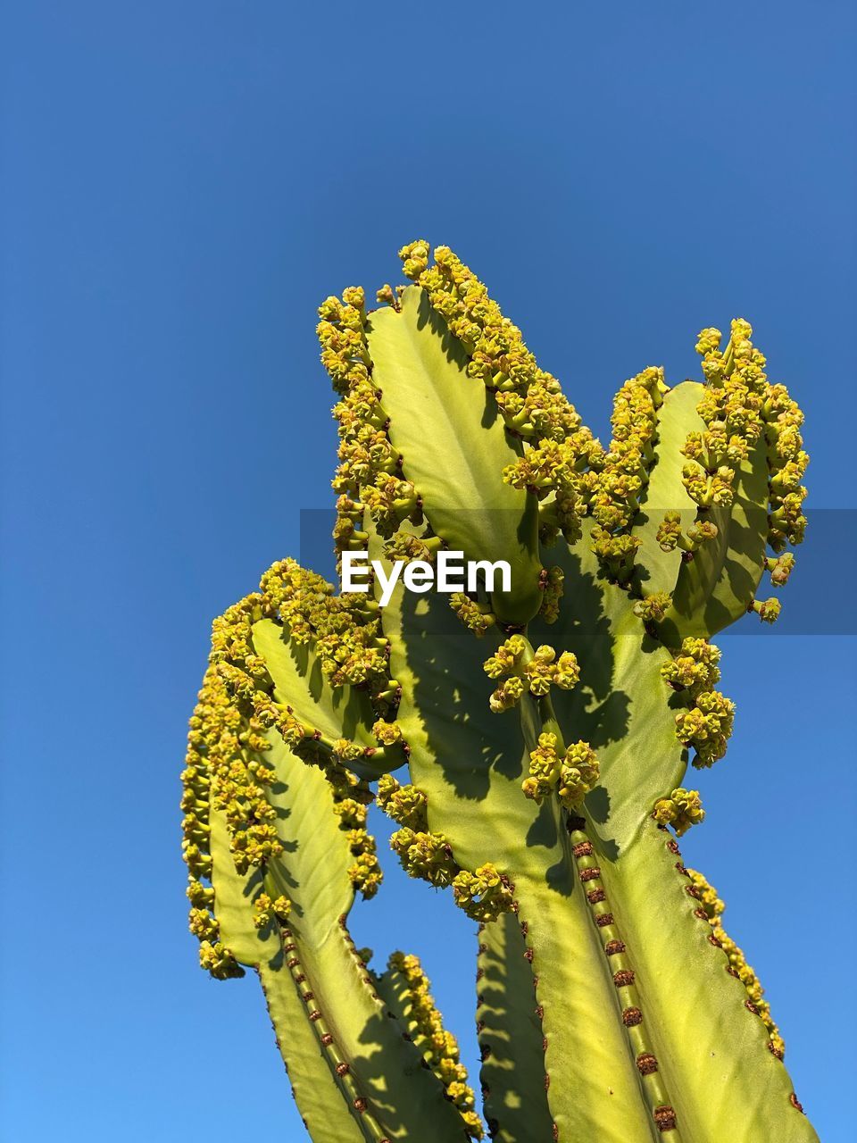 LOW ANGLE VIEW OF YELLOW FLOWERING PLANT AGAINST CLEAR BLUE SKY