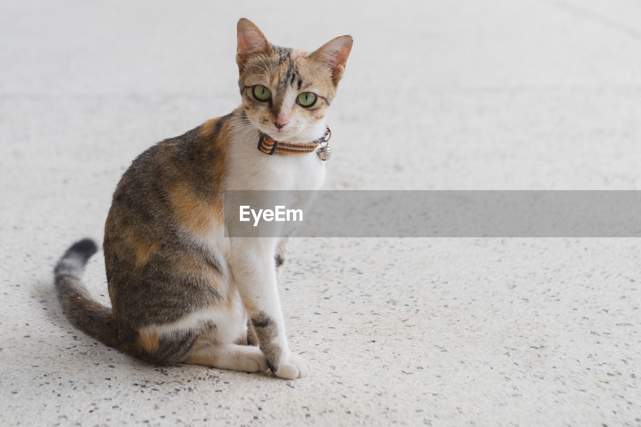 PORTRAIT OF TABBY SITTING ON FLOOR