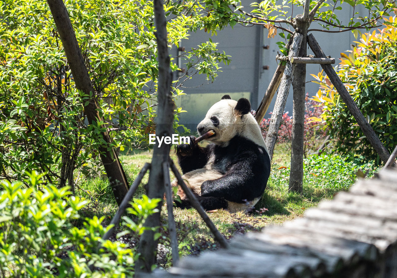 animal, animal themes, mammal, panda, one animal, animal wildlife, tree, plant, bear, wildlife, panda - animal, nature, zoo, no people, giant panda, day, outdoors, eating, relaxation, branch, carnivore, recreation, jungle, sitting, forest, bamboo - plant, domestic animals