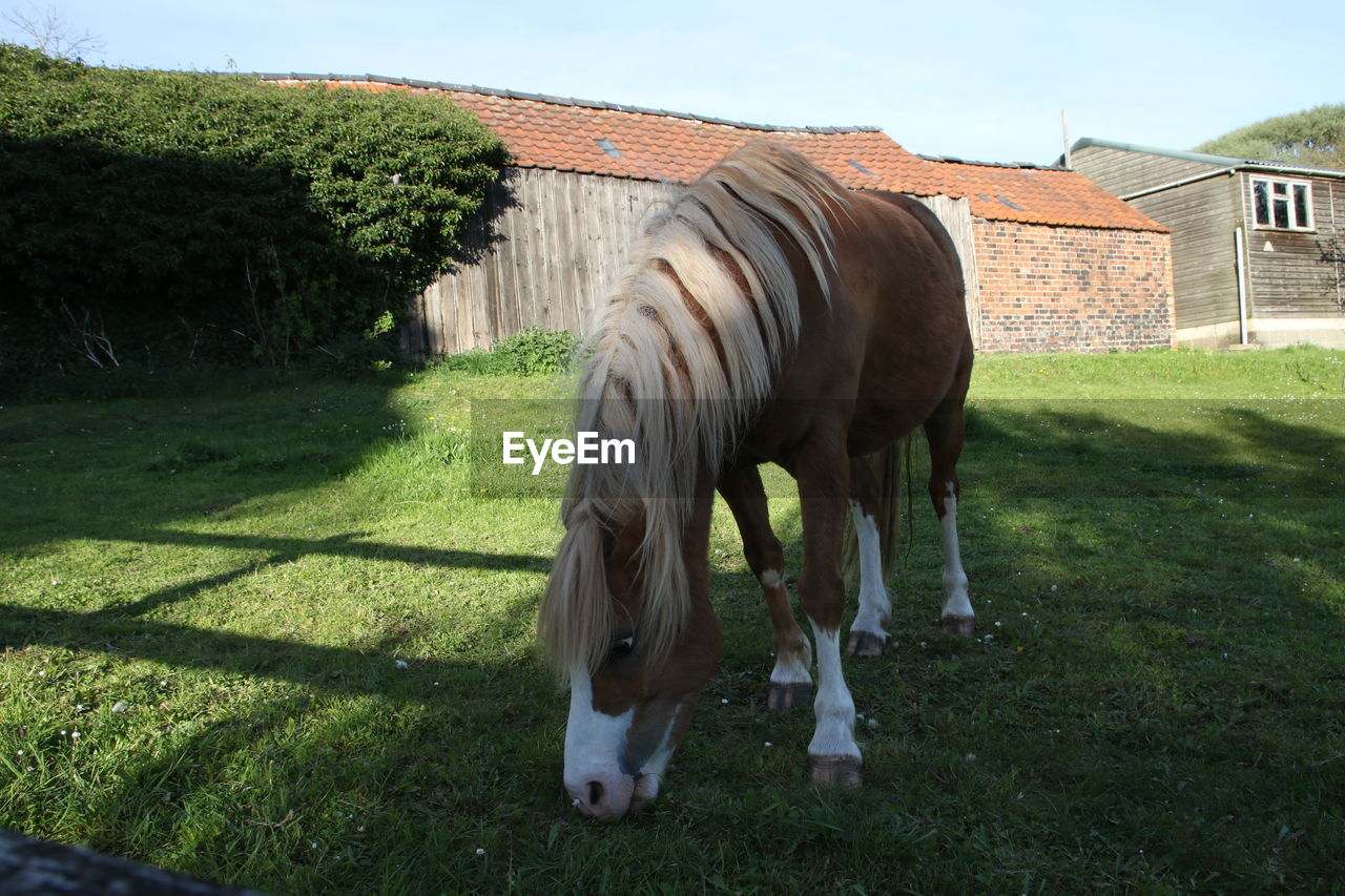 HORSE GRAZING ON FIELD