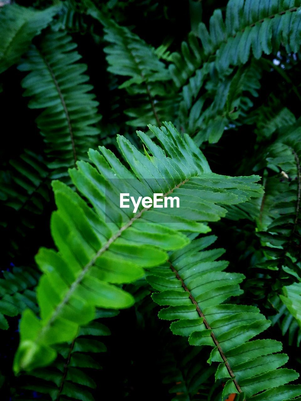 CLOSE-UP OF FRESH GREEN PLANT