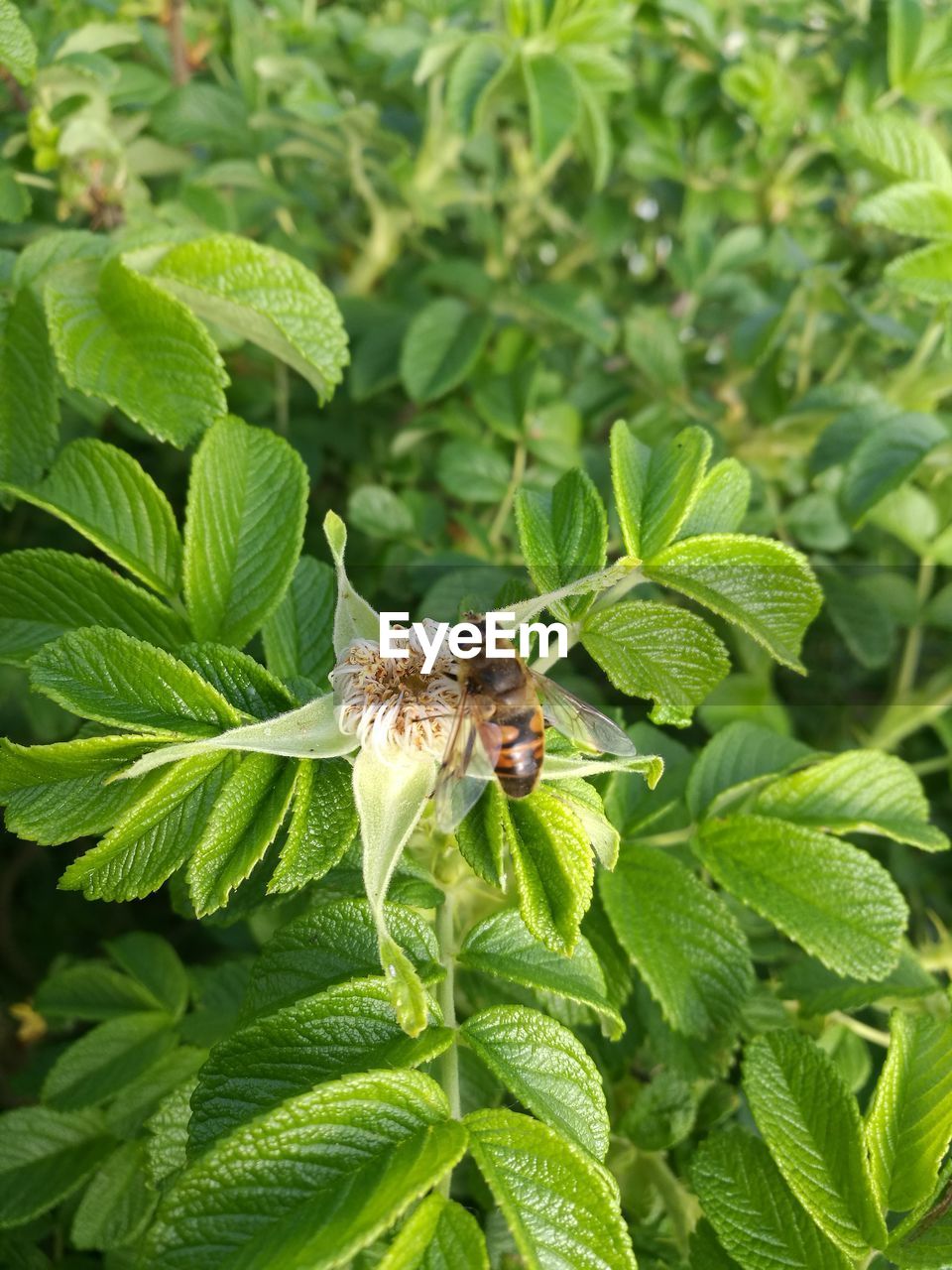 CLOSE-UP OF INSECT ON LEAF