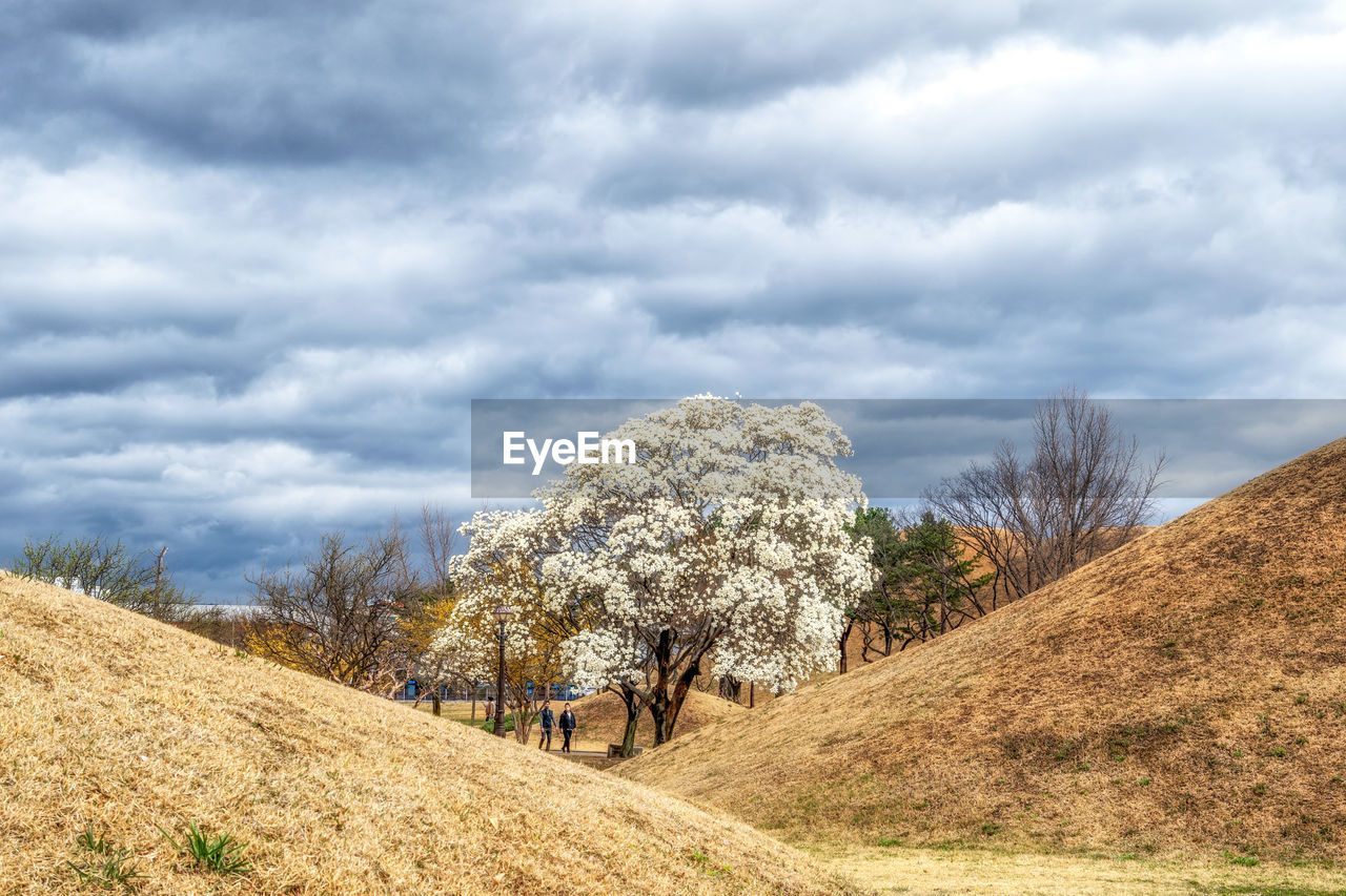 cloud, plant, sky, landscape, hill, environment, tree, rural area, nature, land, field, beauty in nature, scenics - nature, grass, rural scene, no people, tranquility, day, growth, outdoors, non-urban scene, tranquil scene, flower, agriculture, plateau, cloudscape, overcast