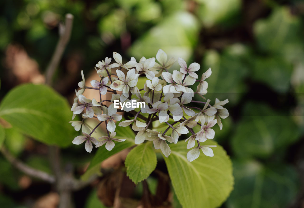 plant, flower, flowering plant, beauty in nature, nature, leaf, plant part, growth, freshness, close-up, blossom, focus on foreground, no people, fragility, outdoors, food, petal, inflorescence, food and drink, flower head, tree, botany, shrub, springtime, green, wildflower, day, environment, white, summer, lilac, land