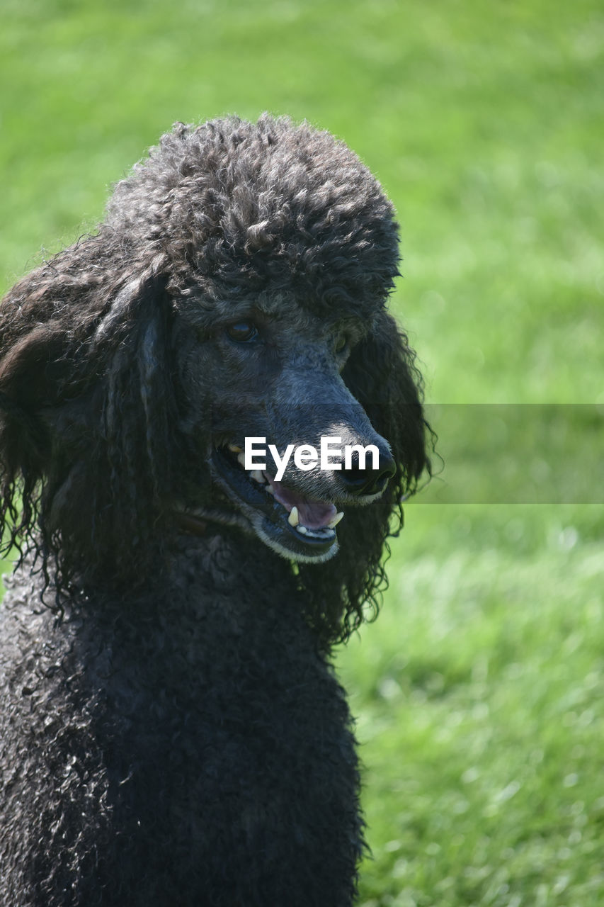 Stunning standard black poodle enjoying the sun