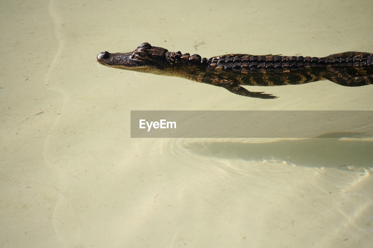 High angle view of alligator in water