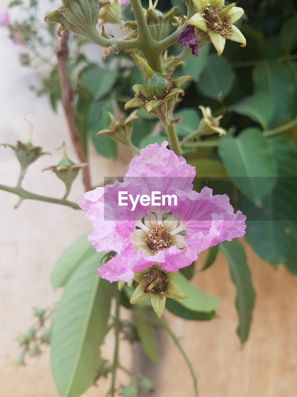 Close-up of pink flower blooming outdoors