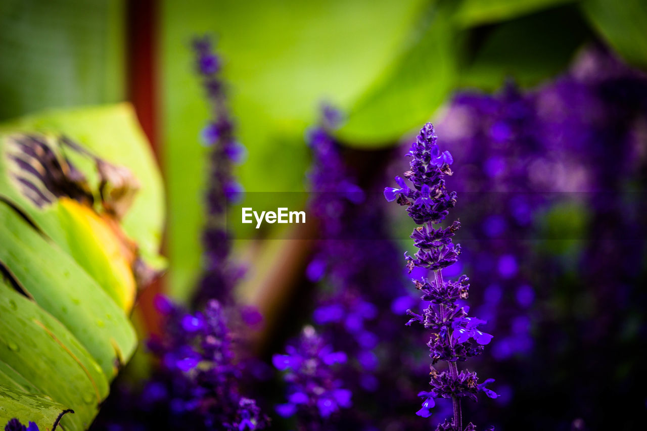 CLOSE-UP OF PURPLE FLOWER GROWING OUTDOORS
