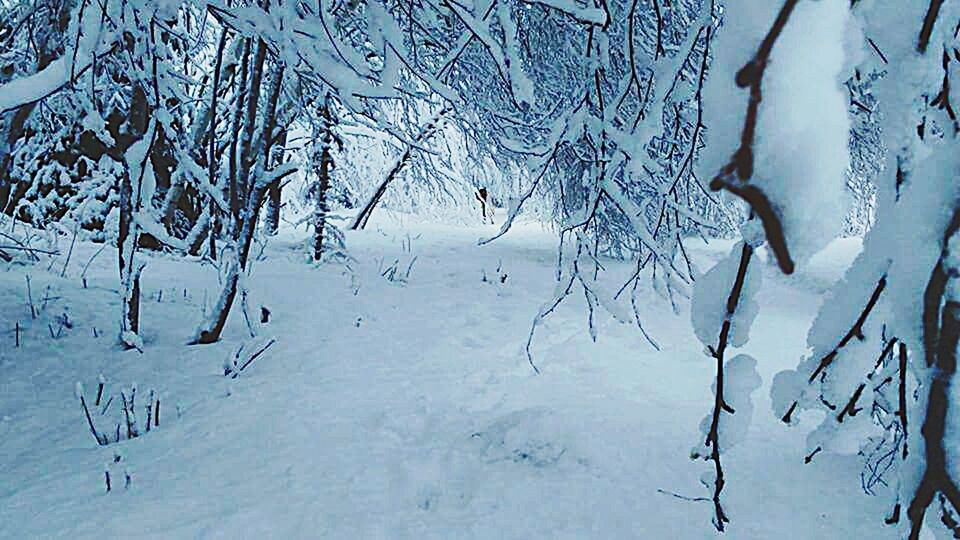 SNOW COVERED TREES