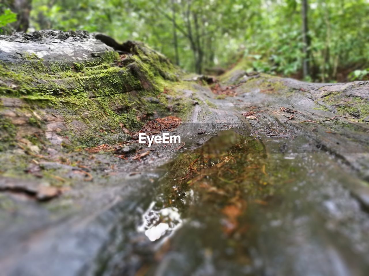 Close-up of moss on rock in forest