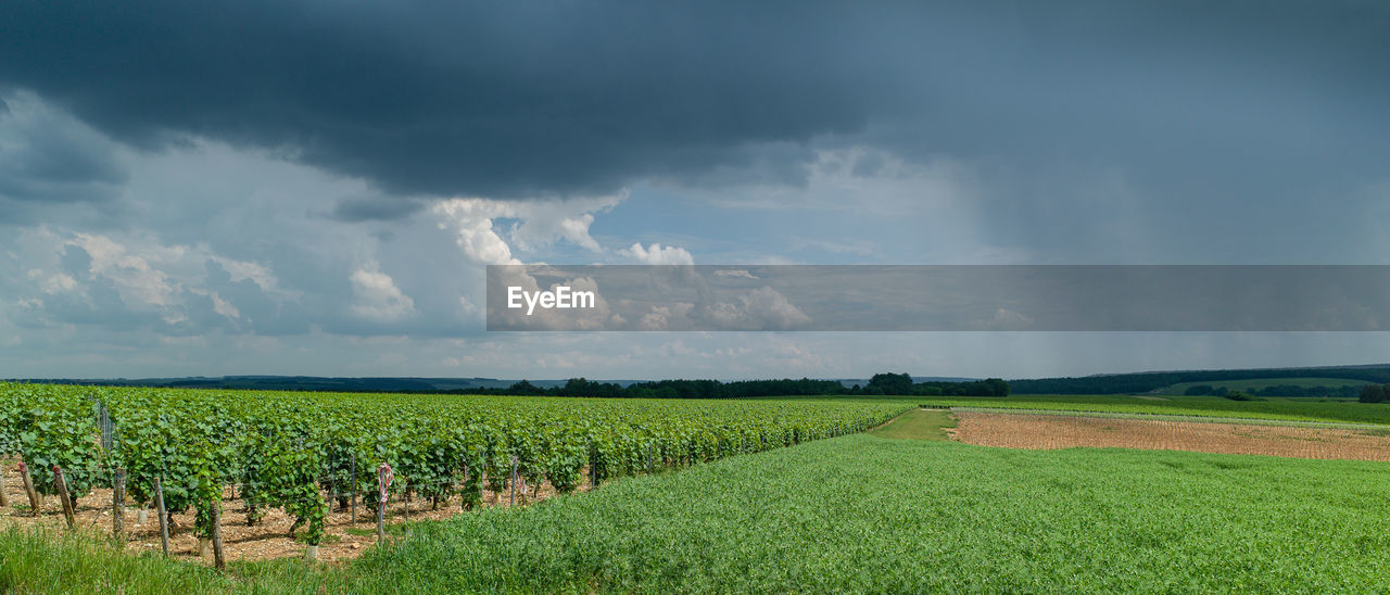 PANORAMIC VIEW OF AGRICULTURAL FIELD AGAINST SKY