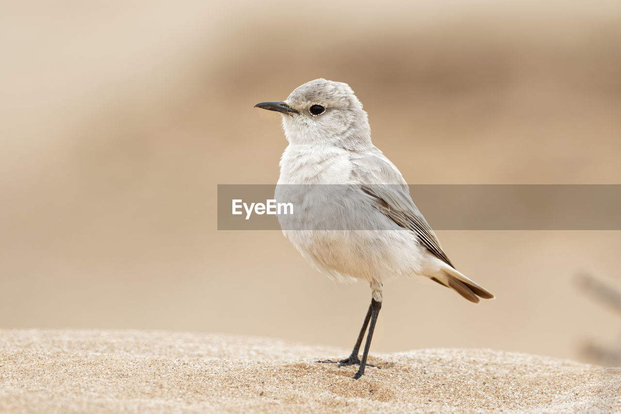 One bird desert wheat oenanthe deserti sit in the desert namibia 