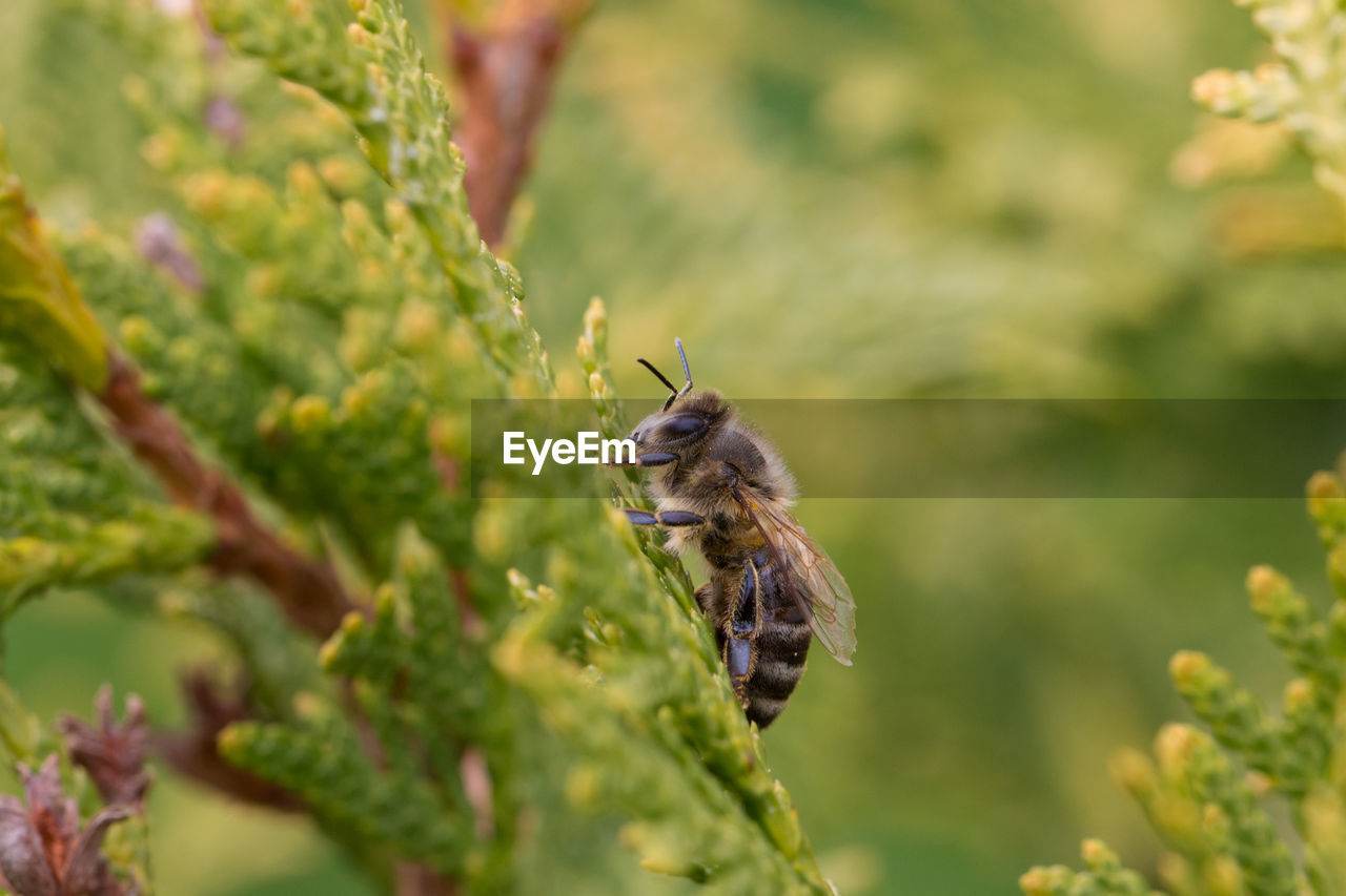 Close-up of bee on plant