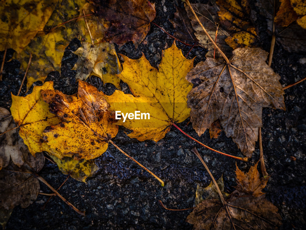 High angle view of yellow maple leaf on street - autumn