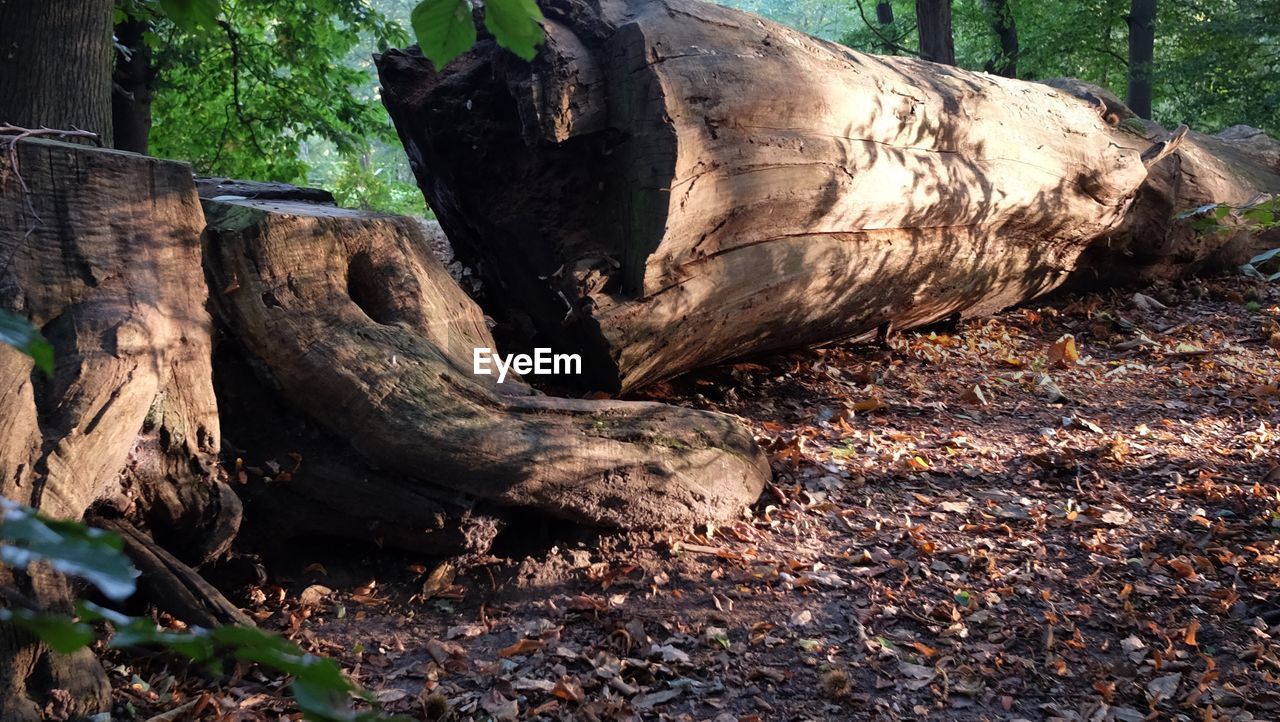 Fallen tree trunk in forest