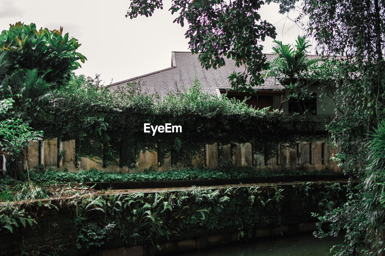 PLANTS GROWING OUTSIDE BUILDING