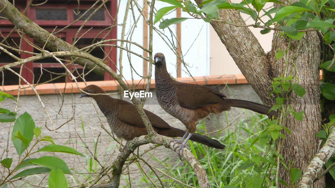 BIRD ON PLANTS