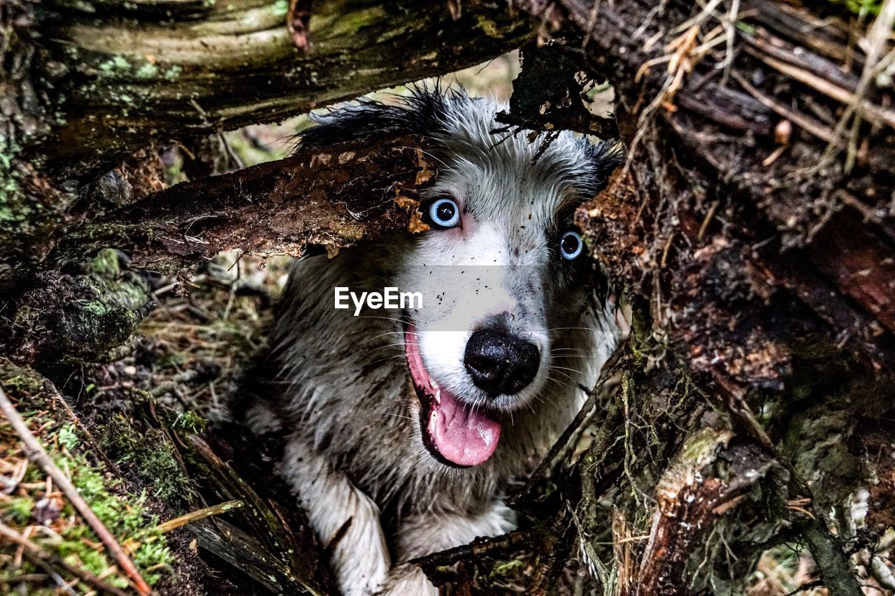 CLOSE-UP PORTRAIT OF A DOG ON THE GROUND