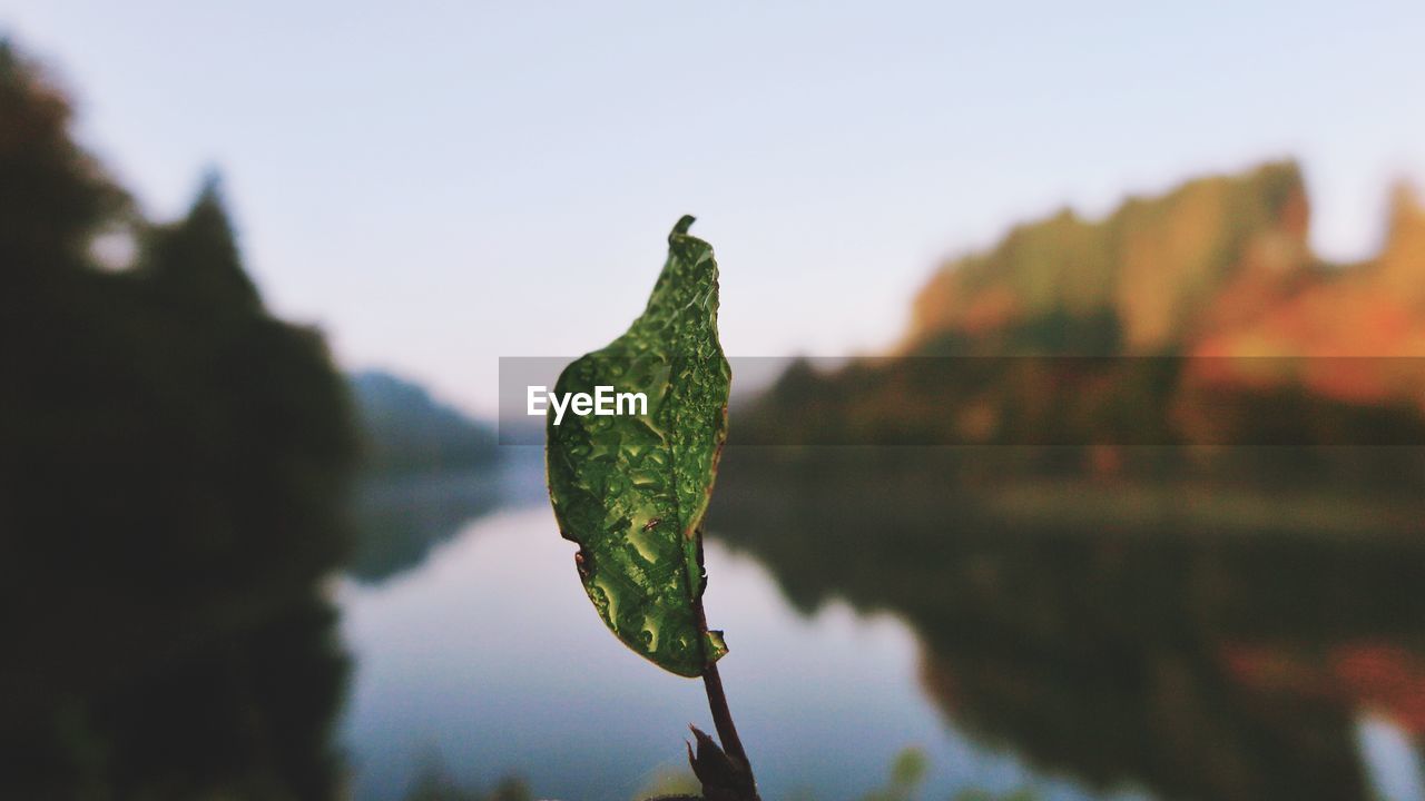 Close-up of leaf against sky