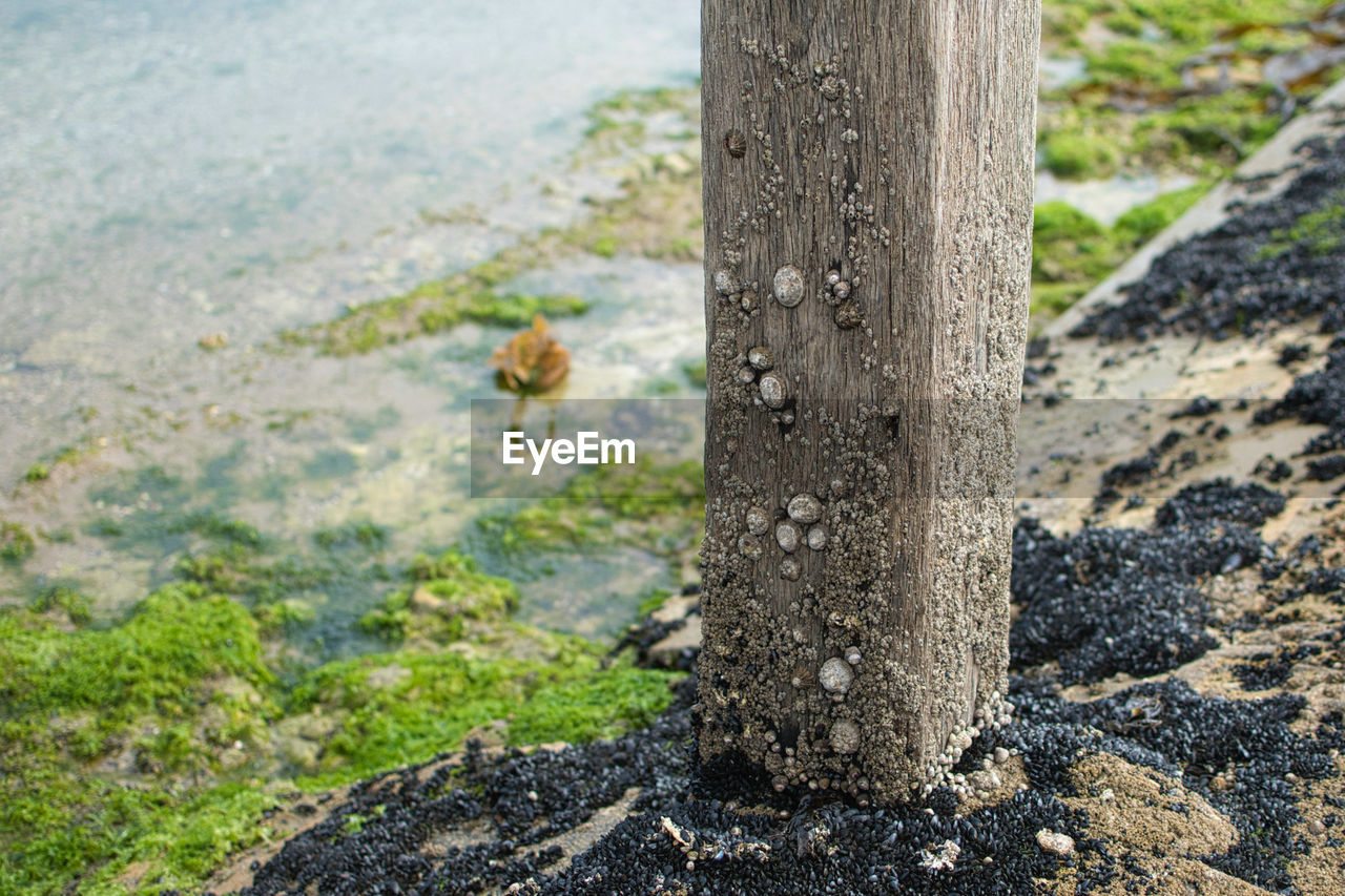 soil, nature, plant, no people, day, tree trunk, rock, trunk, tree, animal themes, animal, animal wildlife, land, one animal, focus on foreground, leaf, outdoors, wildlife, environment, beauty in nature, close-up, landscape, geology, green, water, sunlight, growth, tranquility