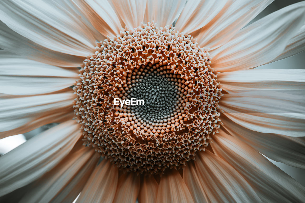 EXTREME CLOSE-UP OF FLOWER POLLEN ON WHITE SURFACE