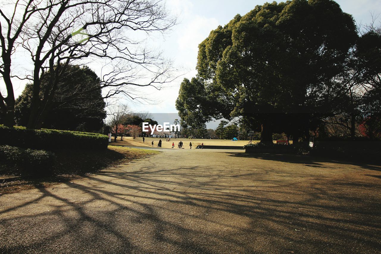 TREES AND SKY IN PARK