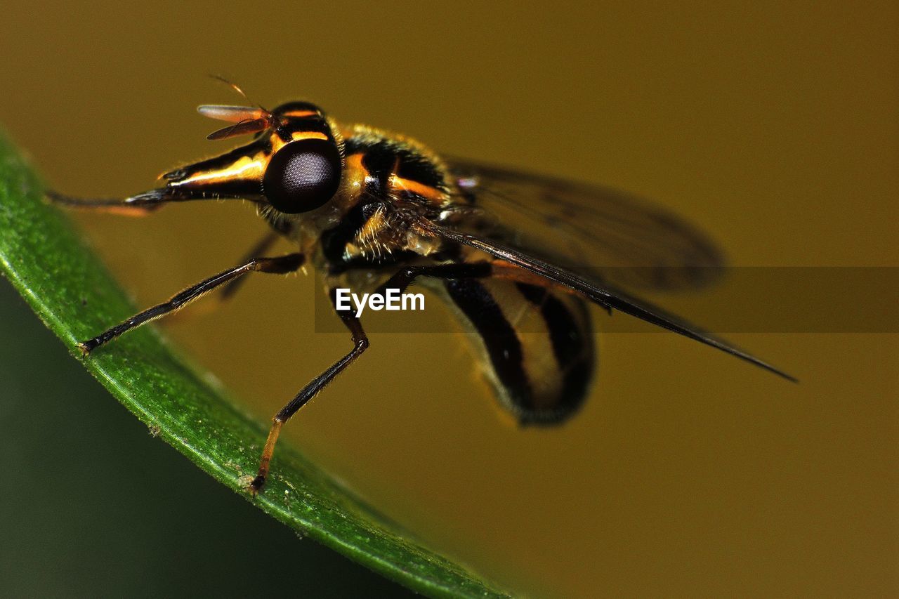 Close-up of fly on leaf