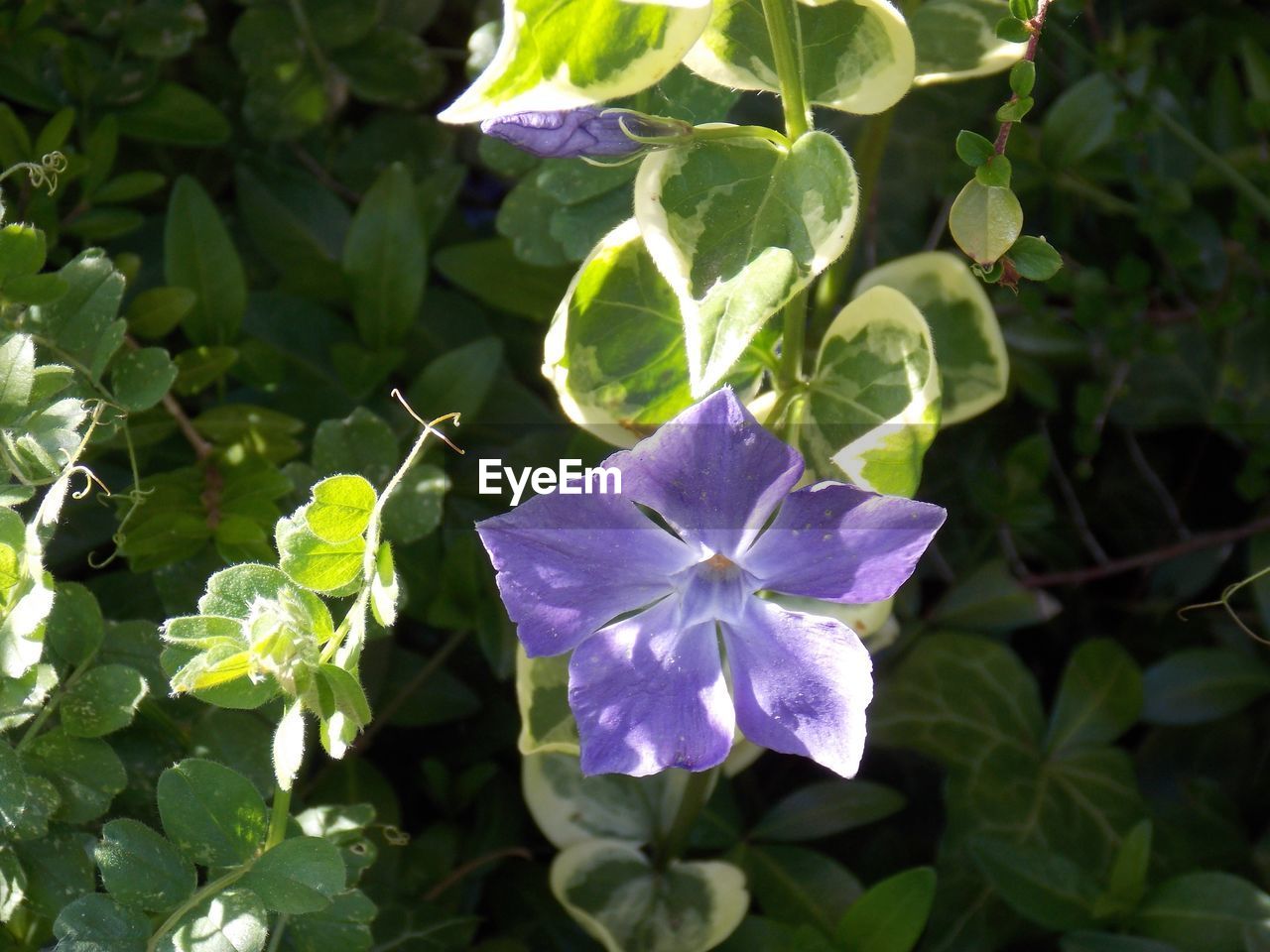 CLOSE-UP OF PURPLE FLOWERS