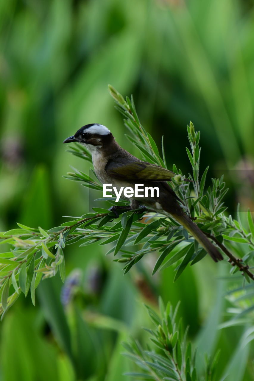 CLOSE-UP OF A BIRD PERCHING ON PLANT