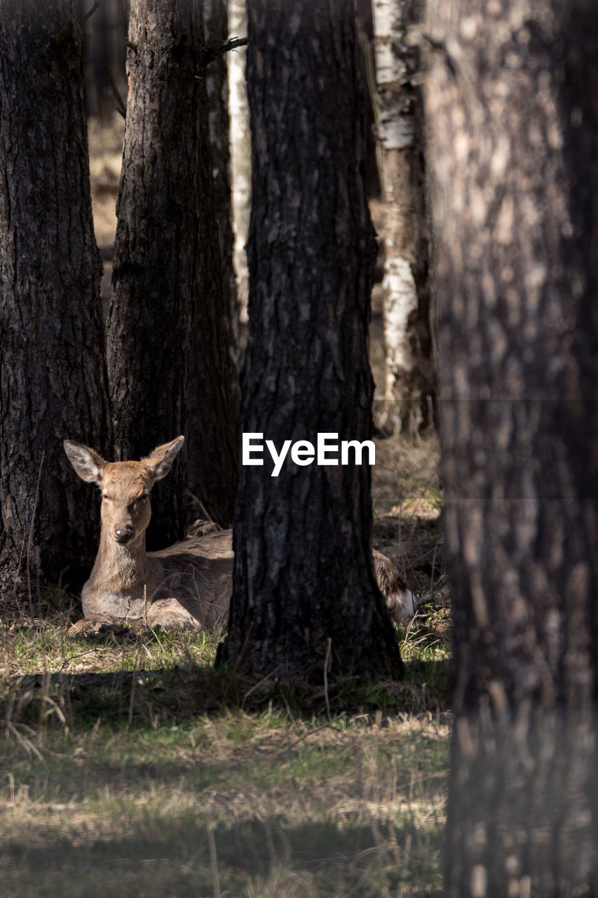 VIEW OF DEER ON FIELD