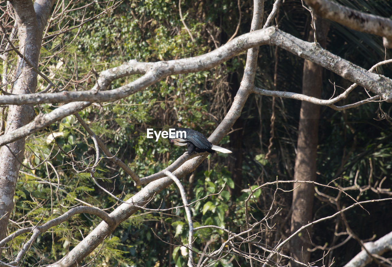 LOW ANGLE VIEW OF BIRDS PERCHING ON TREE