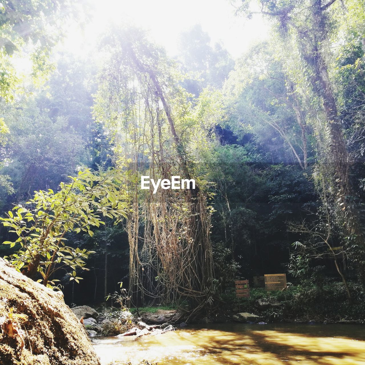 TREES GROWING IN FOREST