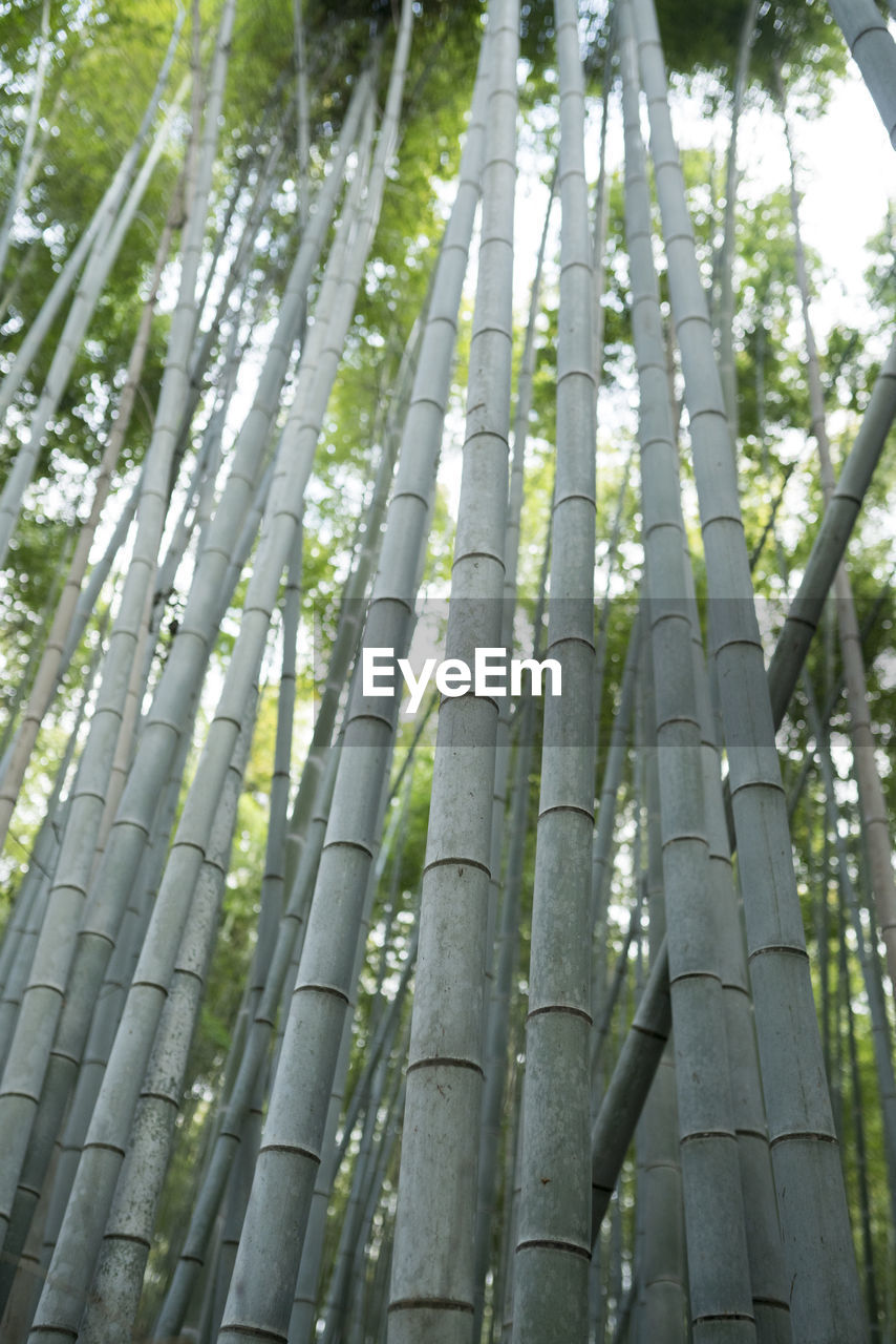 Low angle view of bamboo trees in forest