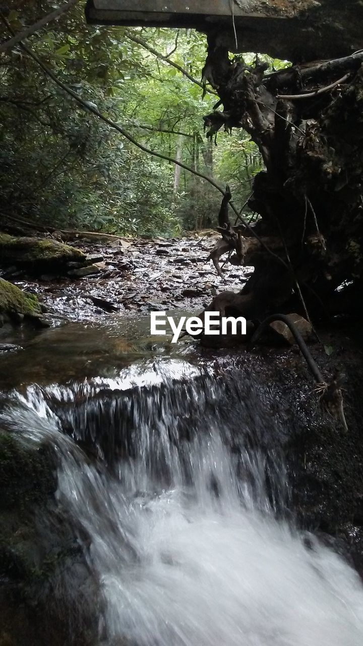 SCENIC VIEW OF WATER FLOWING IN FOREST