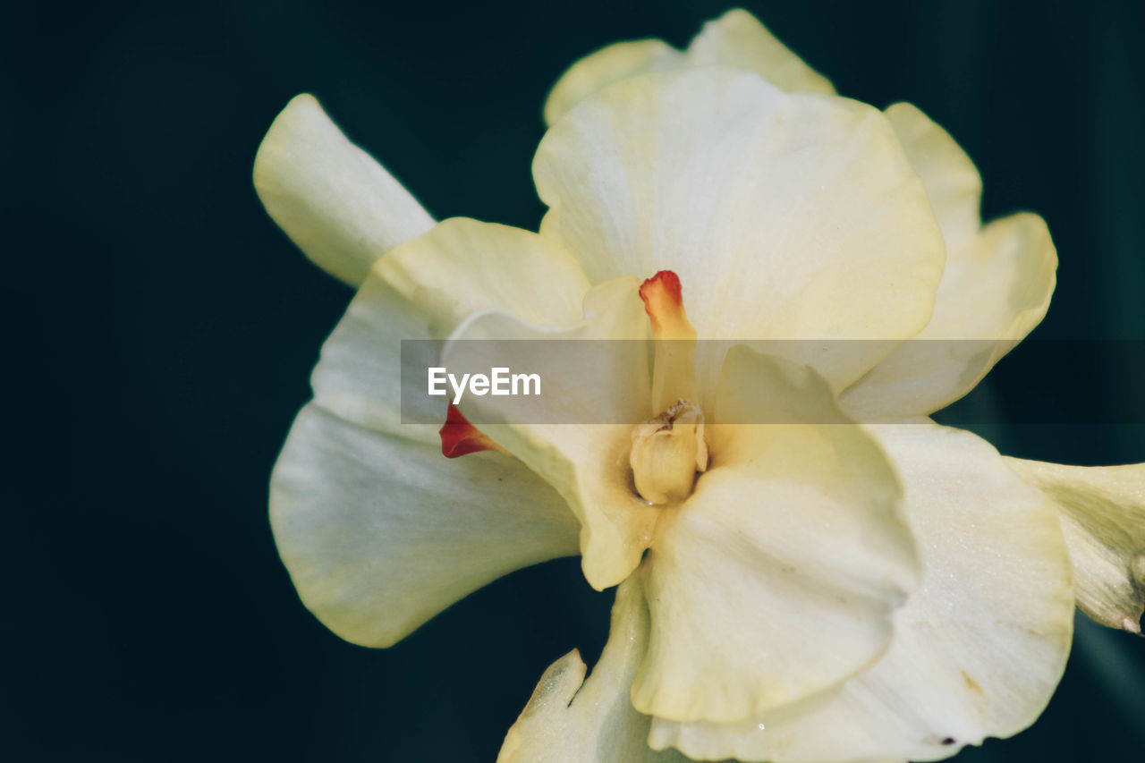 CLOSE-UP OF WHITE DAY LILY BLOOMING IN BLACK