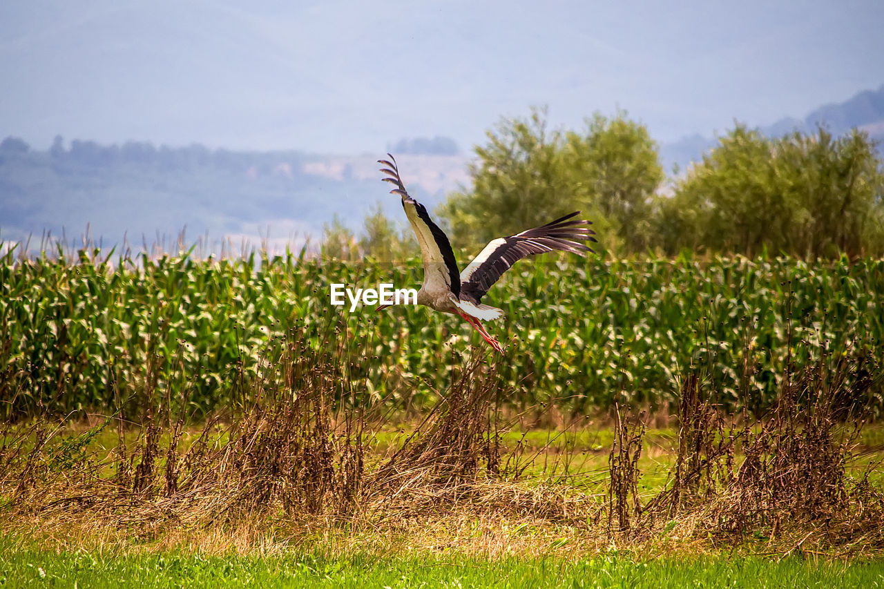 Bird flying over a field