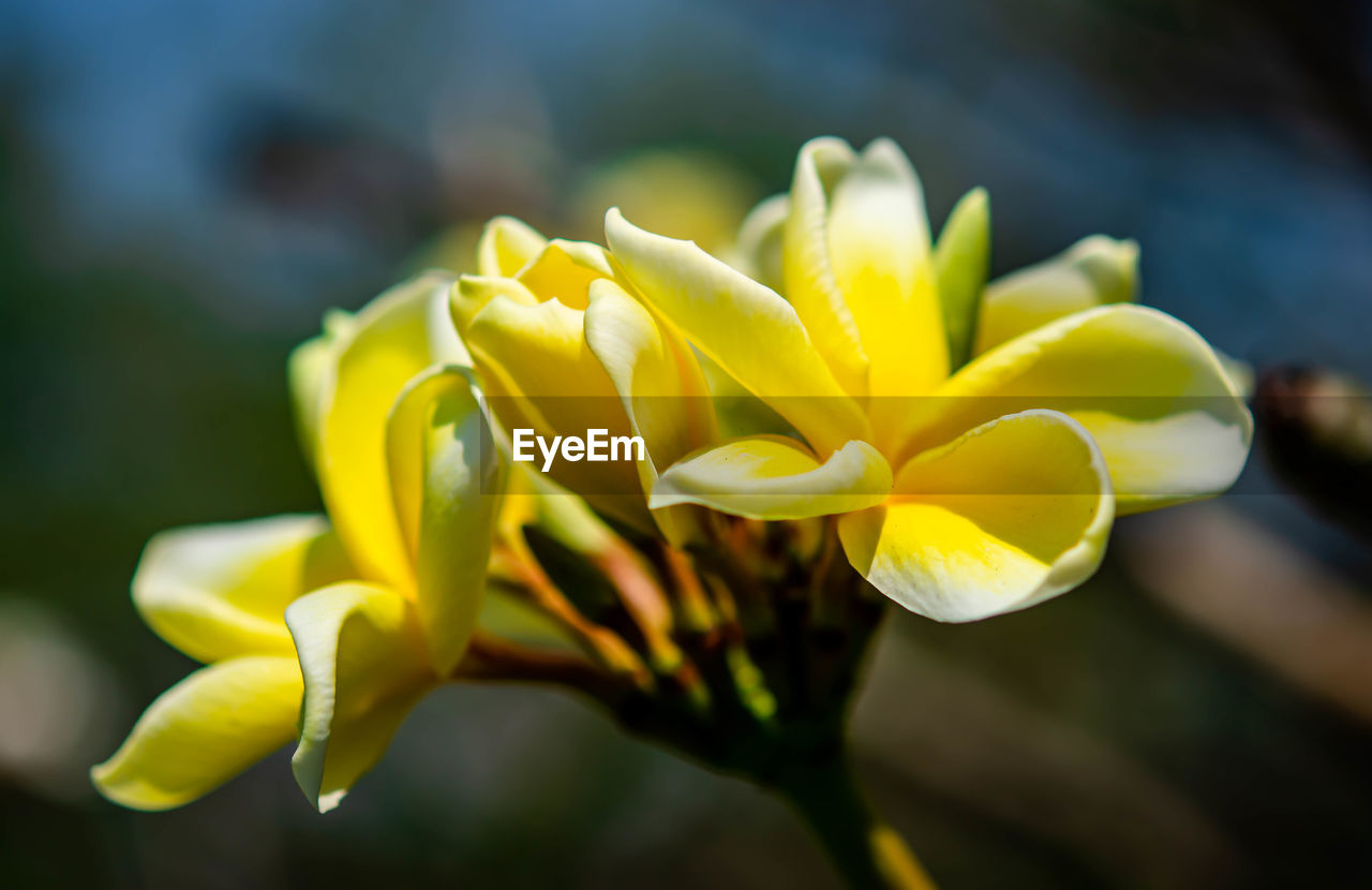 Yellow flower frangipani, also called plumeria, genus of flowering plants in the family apocynaceae