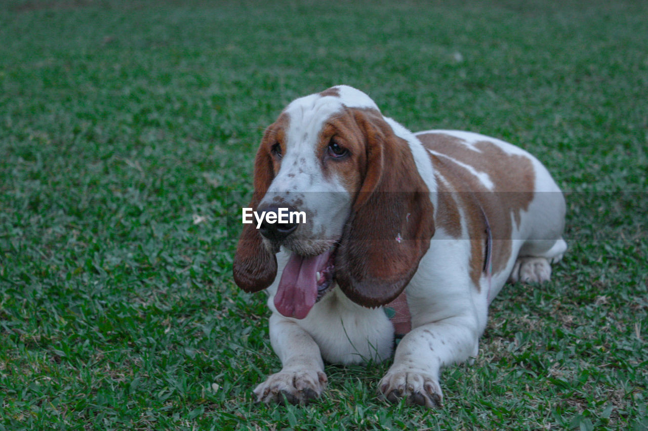 DOG LOOKING AT FARM