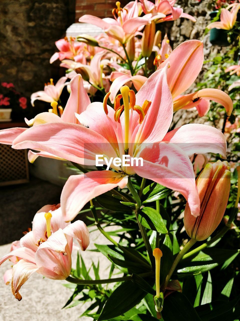 Close-up of pink flower