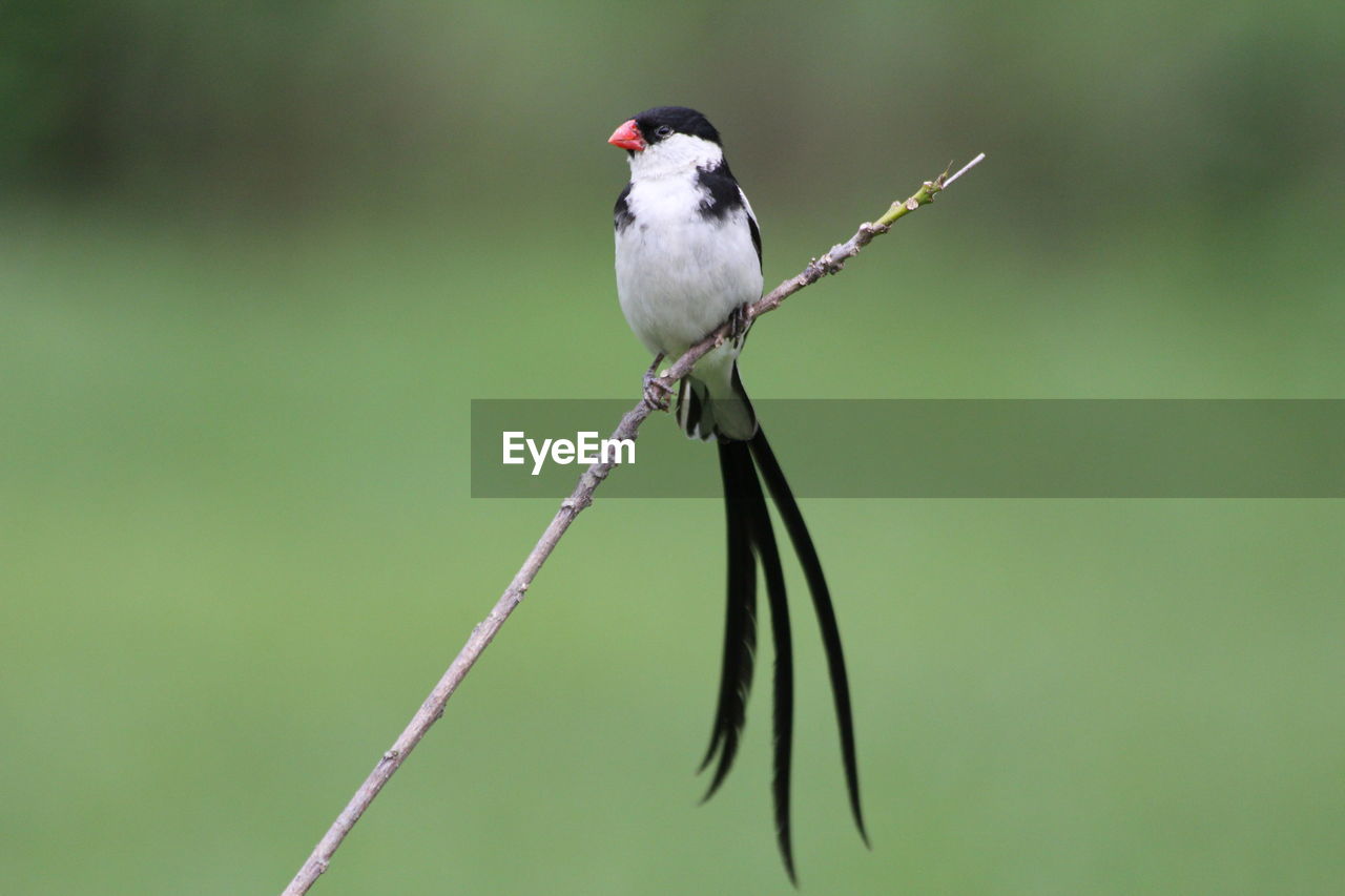 Pin-tailed whydah