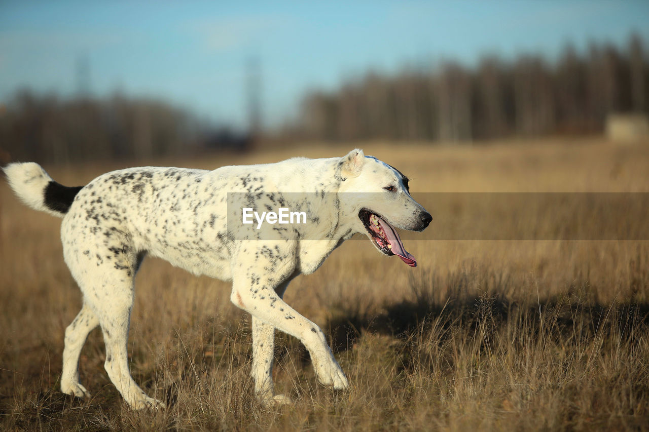 DOG STANDING IN FIELD