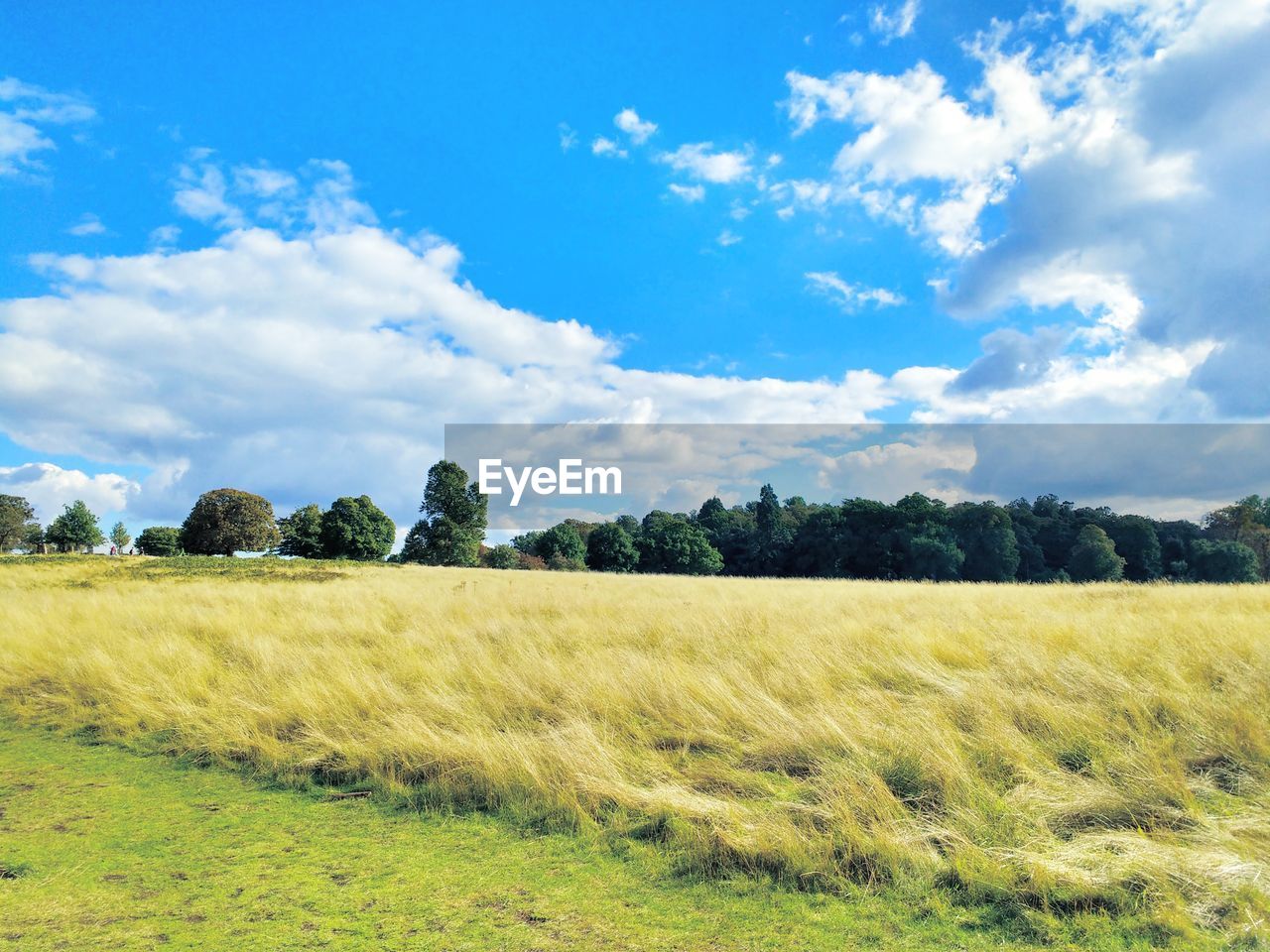 VIEW OF FIELD AGAINST SKY