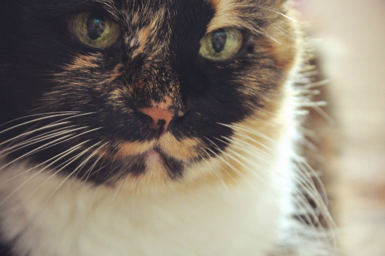 CLOSE-UP PORTRAIT OF CAT WITH EYES