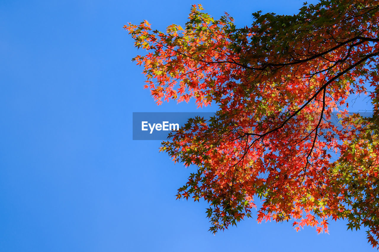 tree, plant, autumn, sky, nature, blue, beauty in nature, leaf, branch, low angle view, plant part, clear sky, no people, growth, outdoors, day, orange color, tranquility, sunlight, flower, red, scenics - nature, multi colored, sunny, copy space, environment, maple, vibrant color, maple tree