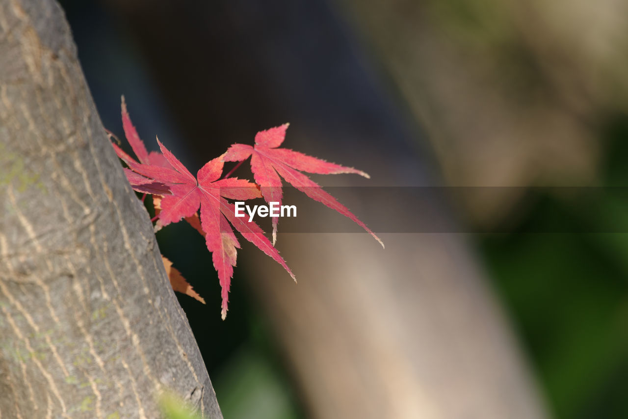 leaf, plant part, autumn, nature, close-up, maple leaf, plant, tree, macro photography, beauty in nature, red, no people, flower, maple, outdoors, focus on foreground, maple tree, day, branch, green, selective focus, tranquility, environment, fragility, plant stem, orange color, land, leaf vein, water, forest