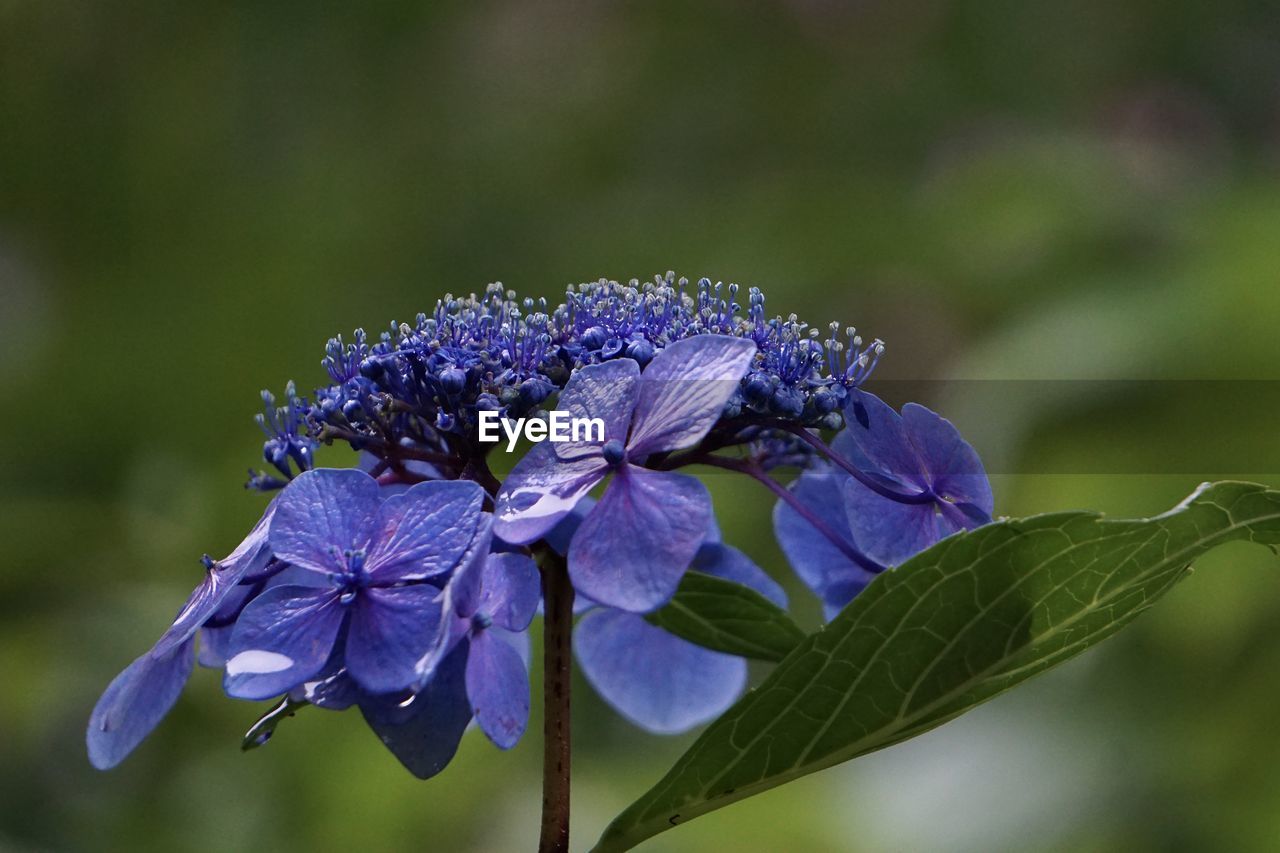 CLOSE-UP OF PURPLE ON BLUE FLOWER