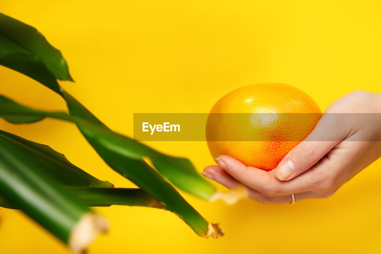 Female hand holding while of a orange grapefruit, green plant background. healthy food concept. 