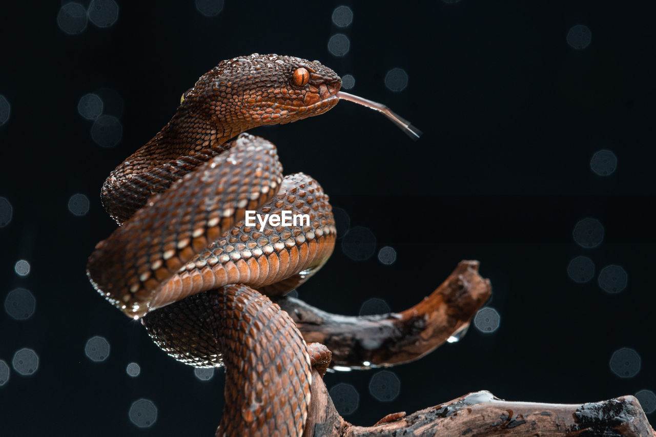 Close-up of red viper snake