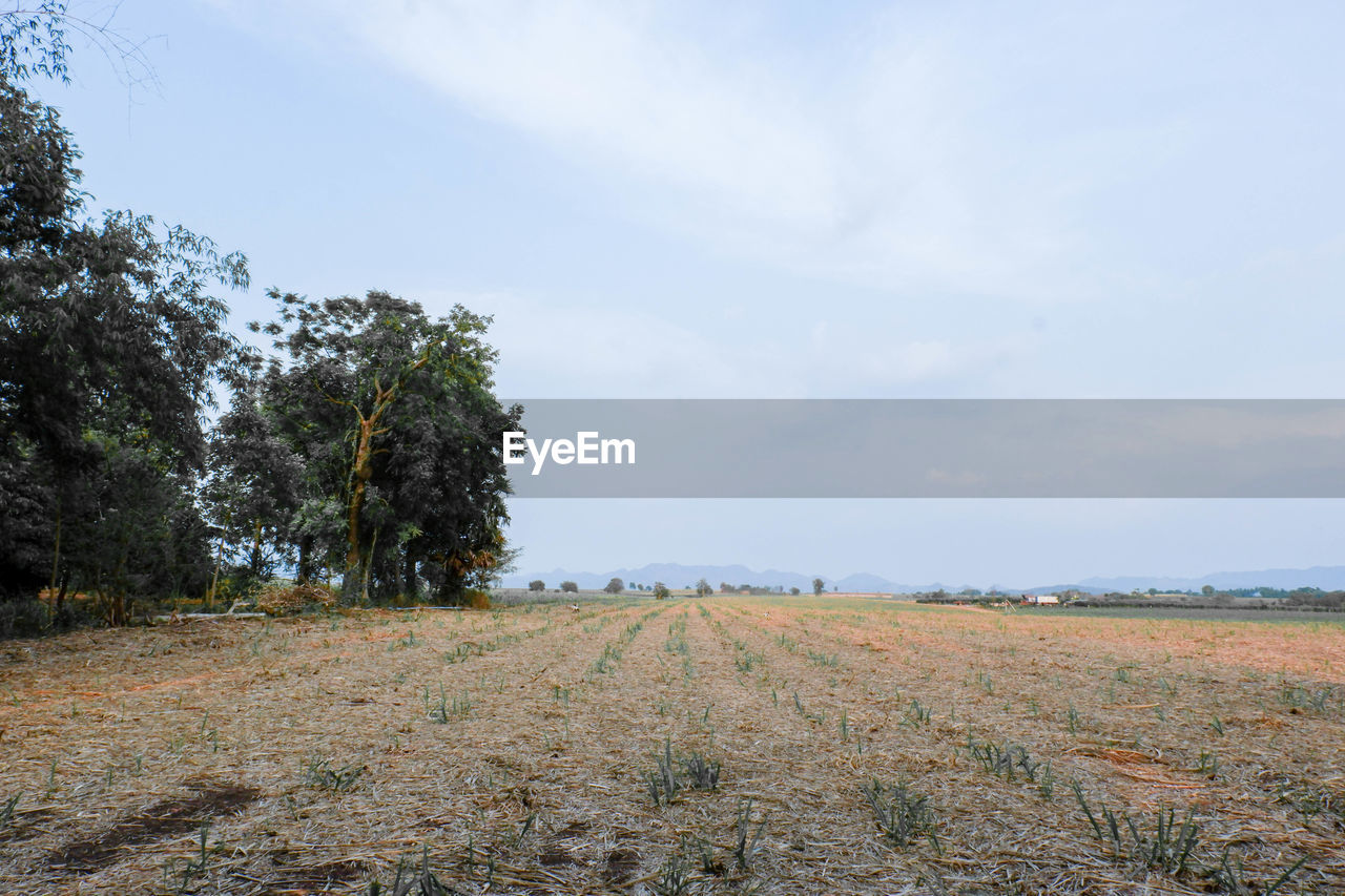 Scenic view of field against sky