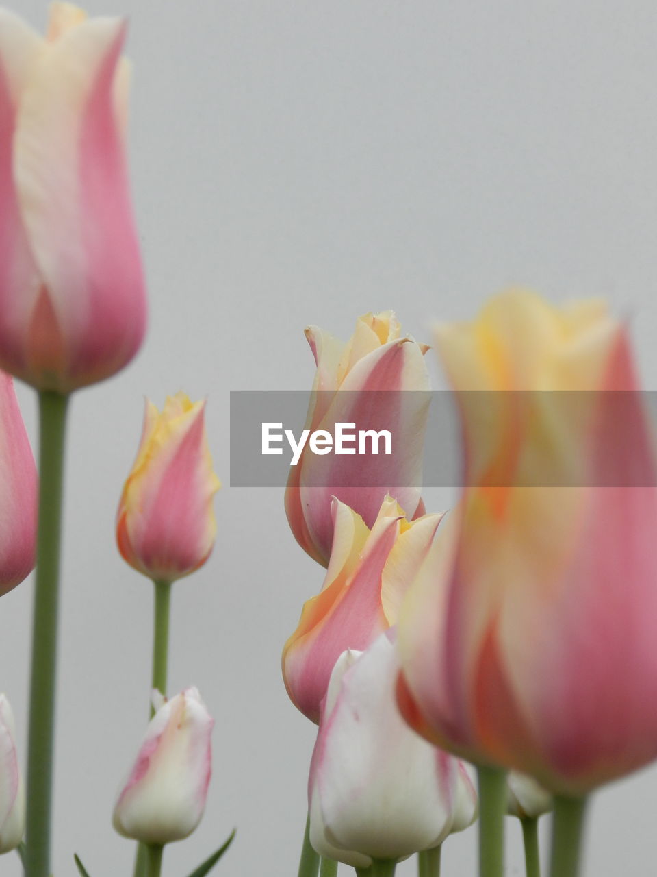 Close-up of pink tulips